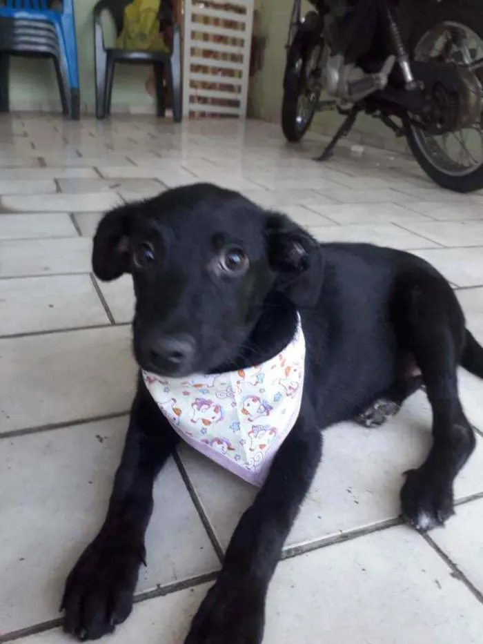 Cachorro ra a Srd idade 2 a 6 meses nome Lara