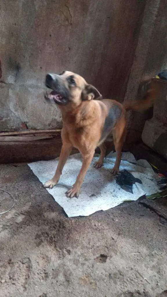 Cachorro ra a Fila brasileiro idade 6 ou mais anos nome Rex