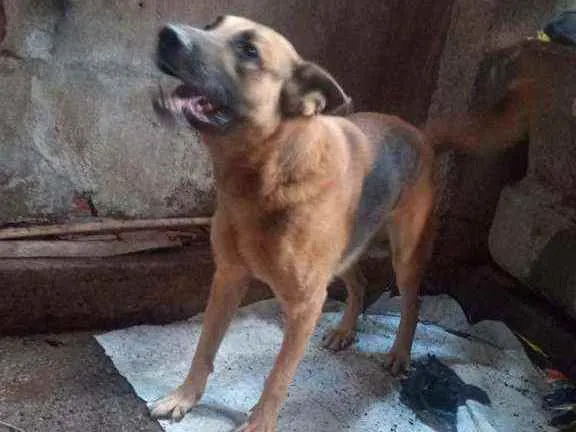 Cachorro ra a Fila brasileiro idade 6 ou mais anos nome Rex