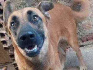 Cachorro raça Fila brasileiro idade 3 anos nome Duquesa