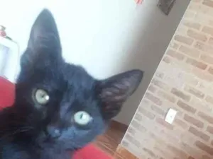 Gato raça indefinidida idade 2 a 6 meses nome sem nome