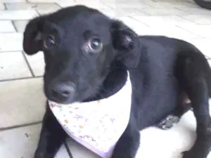 Cachorro raça Srd idade 2 a 6 meses nome Lara