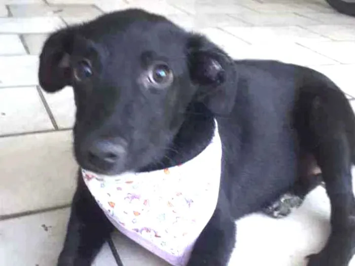 Cachorro ra a Srd idade 2 a 6 meses nome Lara