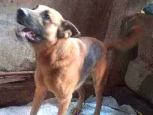 Cachorro raça Fila brasileiro idade 6 ou mais anos nome Rex