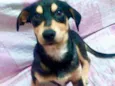 Cachorro raça Srd idade 2 a 6 meses nome Léo bebê urgente 