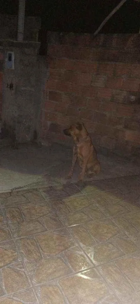 Cachorro ra a Desconhecido idade 5 anos nome Marley