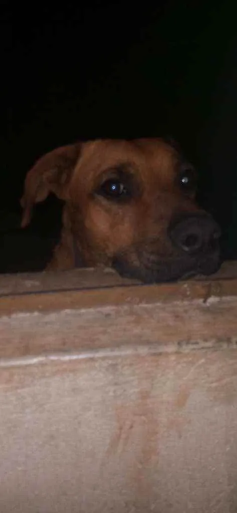 Cachorro ra a Desconhecido idade 5 anos nome Marley