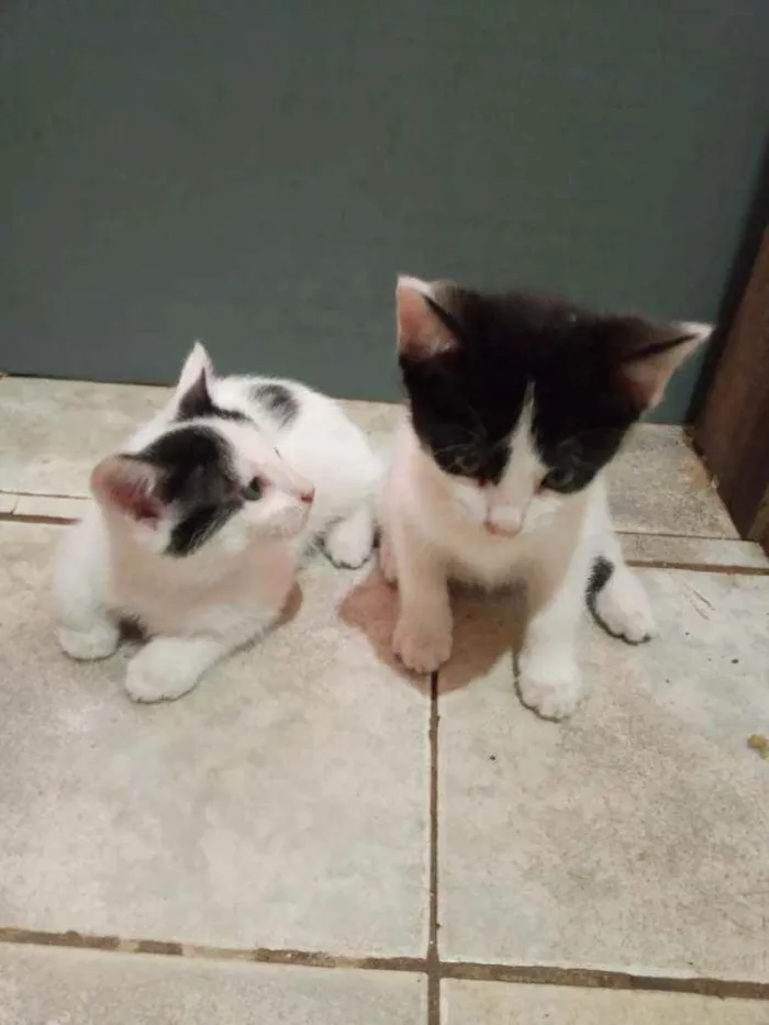 Gato raça Indefinida idade Abaixo de 2 meses nome Sem nome