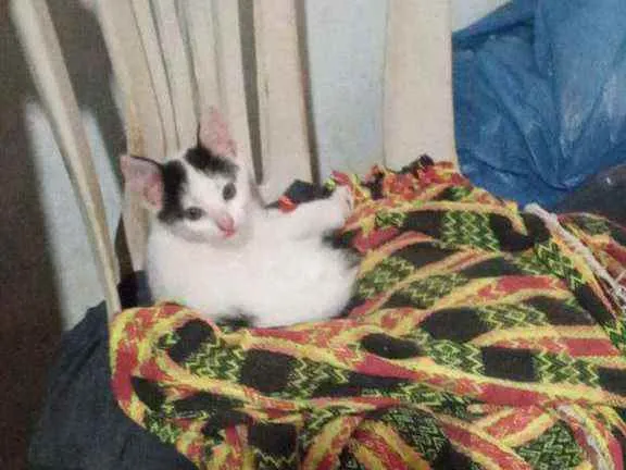 Gato raça Indefinida idade Abaixo de 2 meses nome Sem nome
