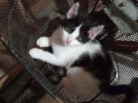 Gato raça Indefinida idade Abaixo de 2 meses nome Sem nome