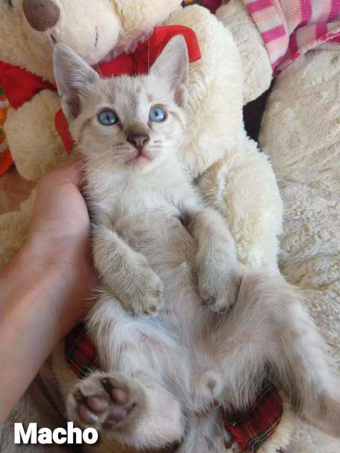 Gato ra a SEM RAÇA DEFINIDA.  idade 2 a 6 meses nome SEM NOME.