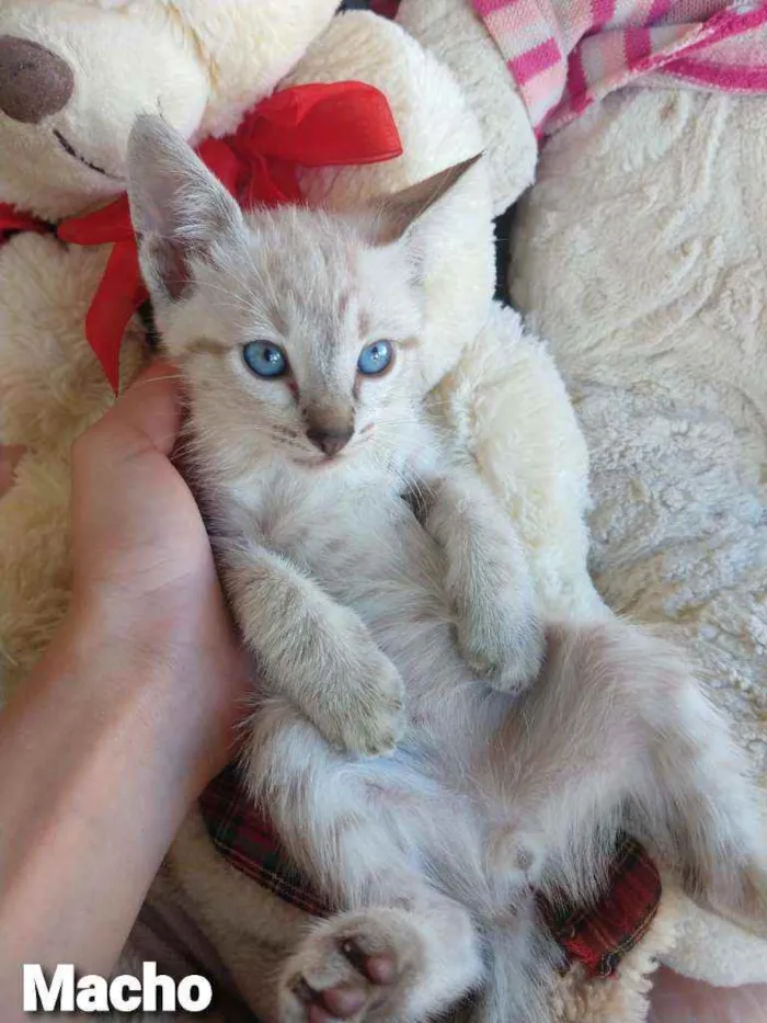 Gato ra a SEM RAÇA DEFINIDA.  idade 2 a 6 meses nome SEM NOME.