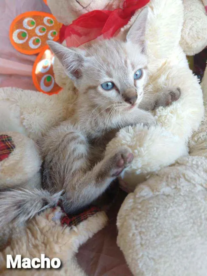 Gato ra a SEM RAÇA DEFINIDA.  idade 2 a 6 meses nome SEM NOME.