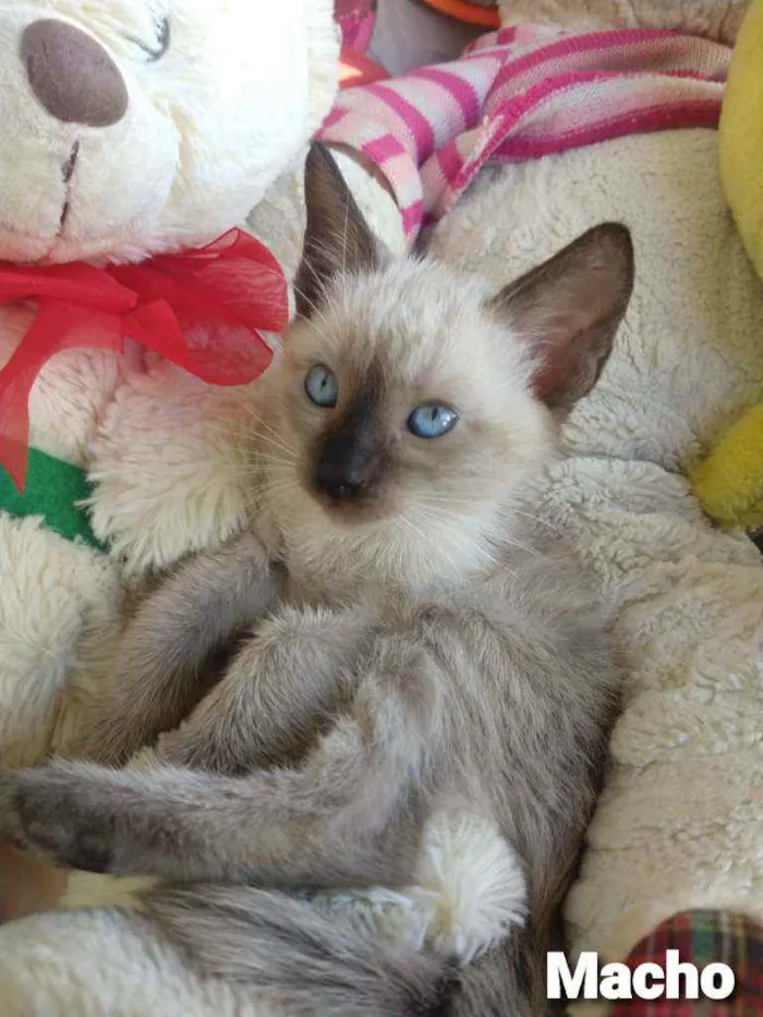 Gato ra a SEM RAÇA DEFINIDA.  idade 2 a 6 meses nome SEM NOME.