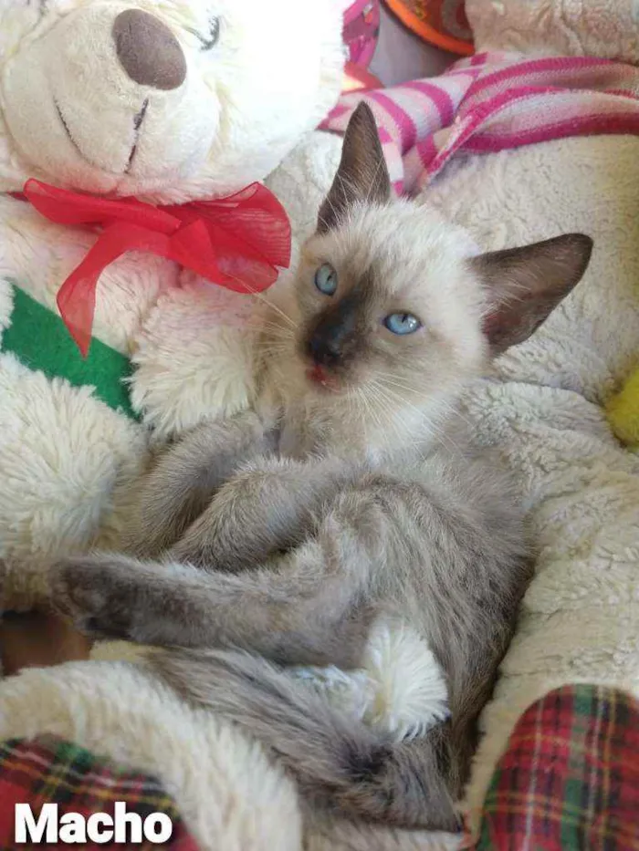 Gato ra a SEM RAÇA DEFINIDA.  idade 2 a 6 meses nome SEM NOME.