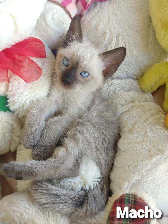 Gato ra a SEM RAÇA DEFINIDA.  idade 2 a 6 meses nome SEM NOME.