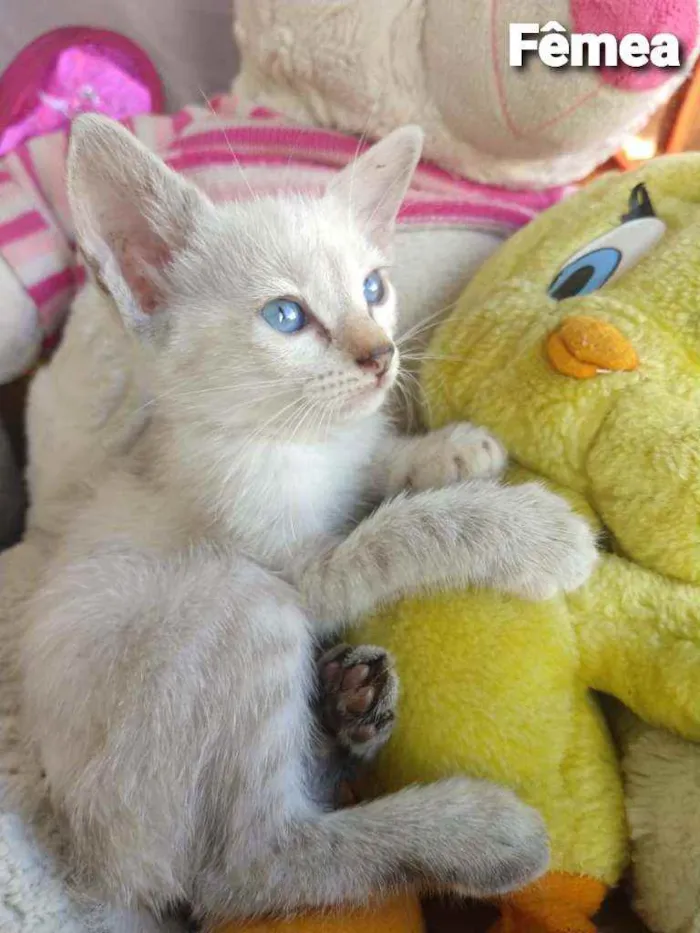 Gato ra a SEM RAÇA DEFINIDA.  idade 2 a 6 meses nome SEM NOME.