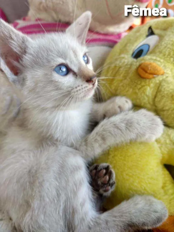 Gato ra a SEM RAÇA DEFINIDA.  idade 2 a 6 meses nome SEM NOME.