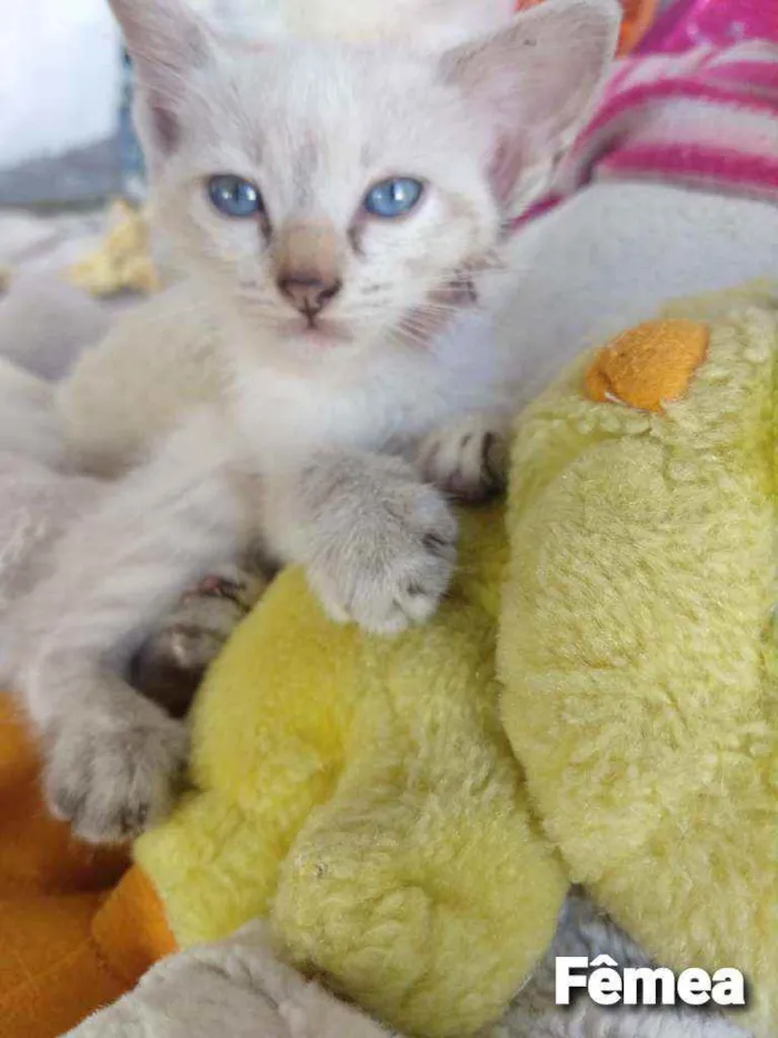 Gato ra a SEM RAÇA DEFINIDA.  idade 2 a 6 meses nome SEM NOME.