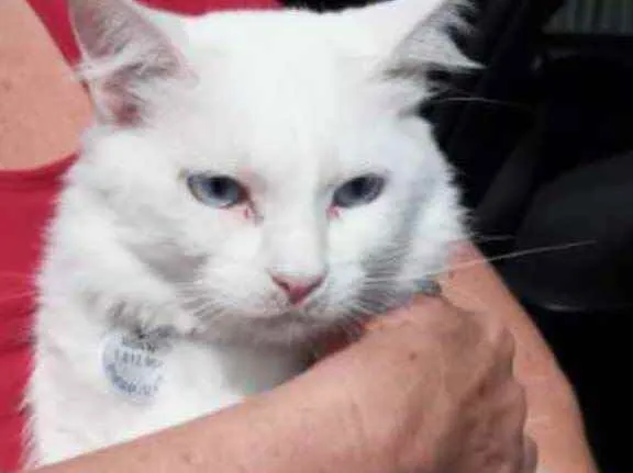 Gato raça Srd idade 1 ano nome Neve belíssima 