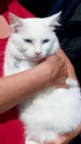 Gato raça Srd idade 1 ano nome Neve belíssima 