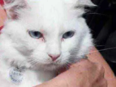 Gato raça Srd idade 1 ano nome Neve belíssima 