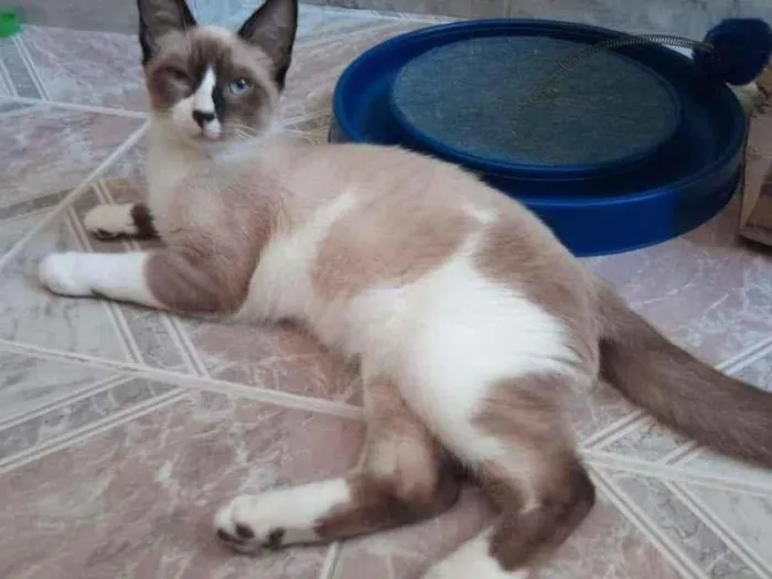 Gato ra a Sialatinha idade 2 a 6 meses nome Groot