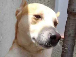 Cachorro raça Srd idade 1 ano nome Trovão lindo fofo