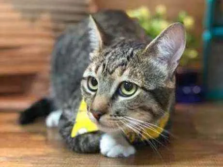 Gato ra a SRD idade 2 a 6 meses nome Athos