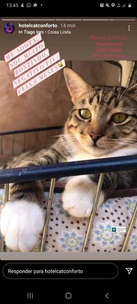 Gato ra a SRD idade 2 a 6 meses nome Athos