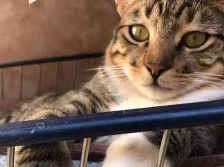 Gato ra a SRD idade 2 a 6 meses nome Athos
