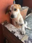 Cachorro raça Vira lata idade 3 anos nome Totó 