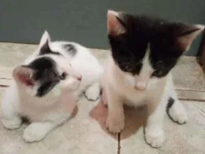 Gato raça Indefinida idade Abaixo de 2 meses nome Sem nome