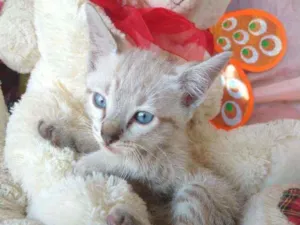 Gato raça SEM RAÇA DEFINIDA.  idade 2 a 6 meses nome SEM NOME.