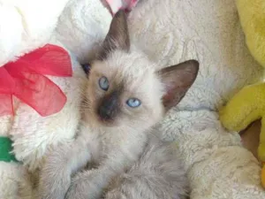 Gato raça SEM RAÇA DEFINIDA.  idade 2 a 6 meses nome SEM NOME.