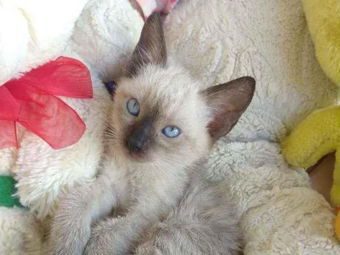 Gato ra a SEM RAÇA DEFINIDA.  idade 2 a 6 meses nome SEM NOME.