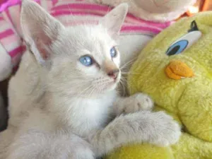 Gato raça SEM RAÇA DEFINIDA.  idade 2 a 6 meses nome SEM NOME.