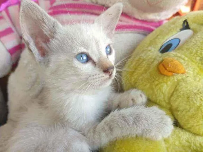 Gato ra a SEM RAÇA DEFINIDA.  idade 2 a 6 meses nome SEM NOME.