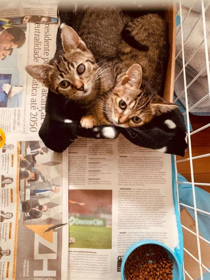 Gato ra a SRD-ViraLata idade 2 a 6 meses nome Jack & Keith
