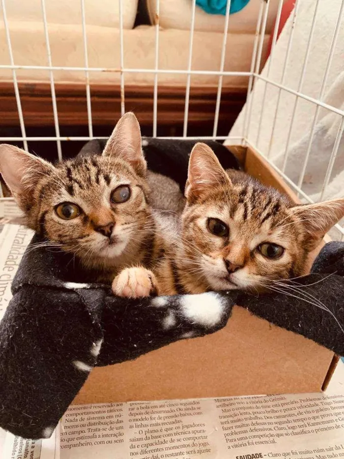 Gato ra a SRD-ViraLata idade 2 a 6 meses nome Jack & Keith