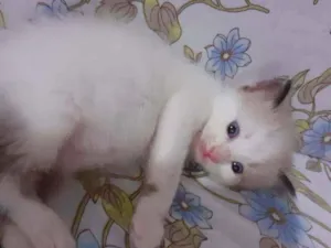 Gato raça Sem raca idade Abaixo de 2 meses nome Mel