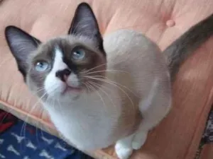 Gato raça Sialatinha idade 2 a 6 meses nome Groot