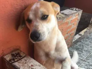 Cachorro raça Vira lata idade 3 anos nome Totó 