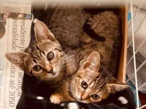 Gato raça SRD-ViraLata idade 2 a 6 meses nome Jack & Keith