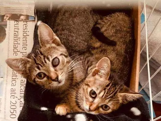 Gato ra a SRD-ViraLata idade 2 a 6 meses nome Jack & Keith