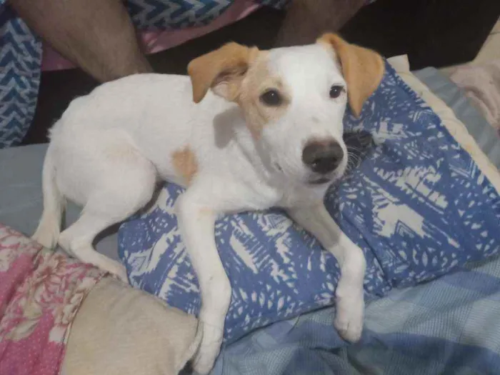 Cachorro ra a Sem raça definida idade 1 ano nome Thor