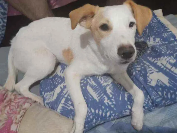 Cachorro ra a Sem raça definida idade 1 ano nome Thor