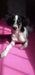 Brisa