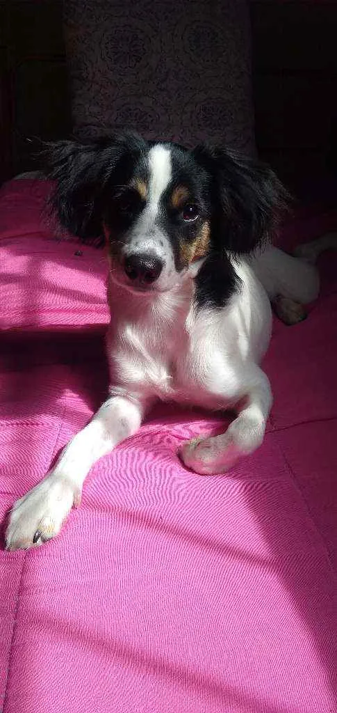 Cachorro ra a Viralata idade 7 a 11 meses nome Brisa