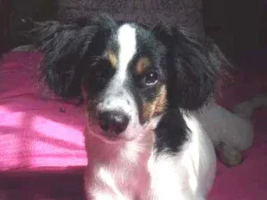 Cachorro raça Viralata idade 7 a 11 meses nome Brisa